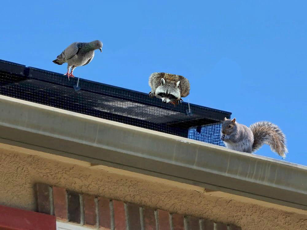 critters-on-roof